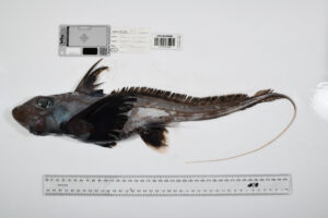 The ‘Ghost Shark’ Chimaera (Chimaera sp. 1)