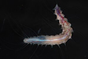 Symbiotic Worm (Dalhousiella yabukii)