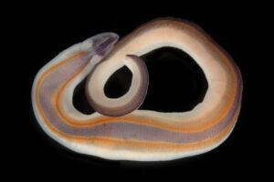 Ribbon Worm (Drepanophoridae sp.1)