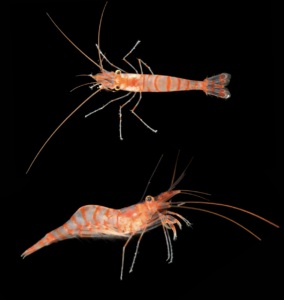 Mediterranean Shrimp (Caridion sp. 1)