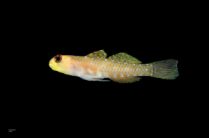 Vibrant goby fish