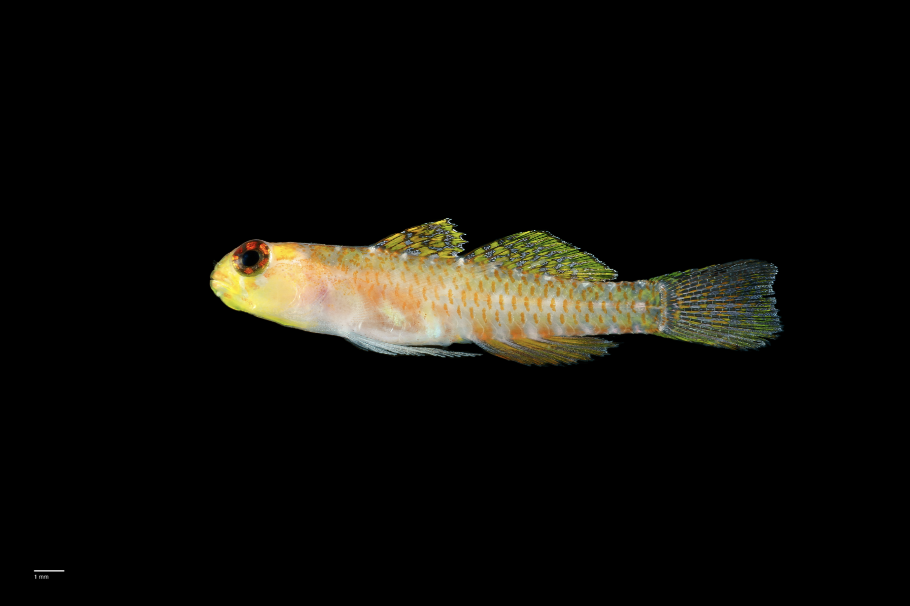 Vibrant goby fish