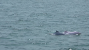 Chinese white dolphins